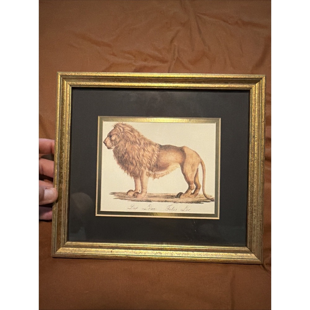 Heinrich Leutemann "Der Lowe Delis Leo" Framed Lion Print 4x5  Professional!